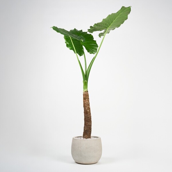 꽃집청년들,알로카시아(서울한정)