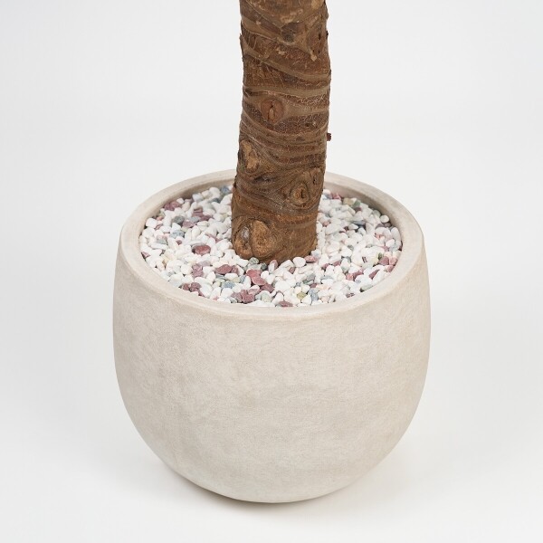 꽃집청년들,알로카시아(서울한정)