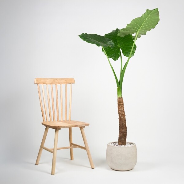 꽃집청년들,알로카시아(서울한정)