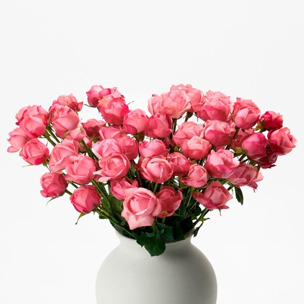 꽃집청년들,자나 장미 5대