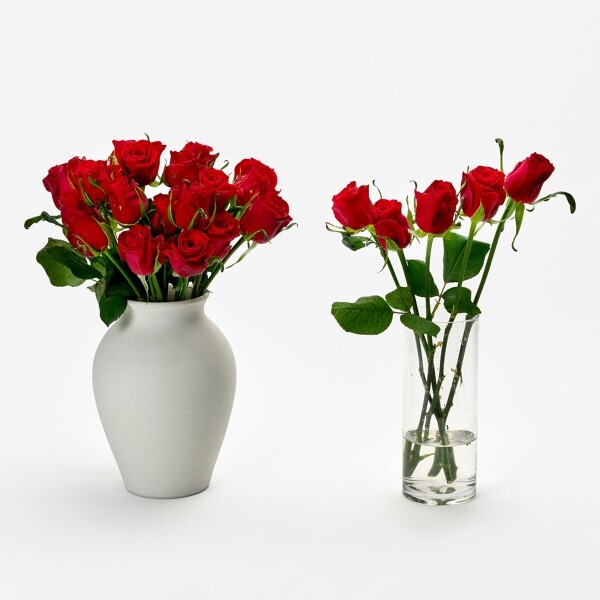 꽃집청년들,푸에고 장미 5대