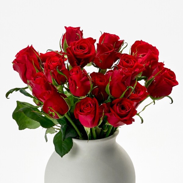 꽃집청년들,푸에고 장미 5대