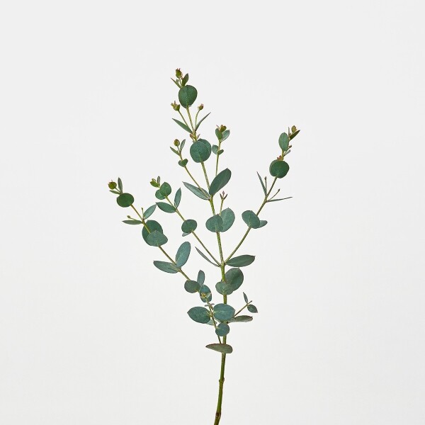 꽃집청년들,유칼립투스 구니 5대