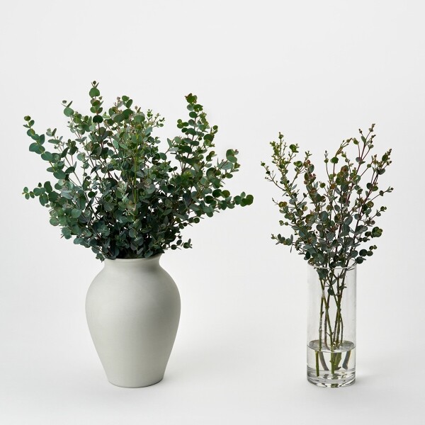 꽃집청년들,유칼립투스 구니 5대