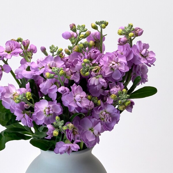 꽃집청년들,스토크 라벤더 3대