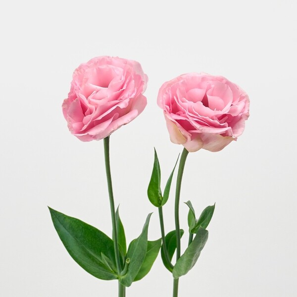 꽃집청년들,리시안셔스 핑크 5대