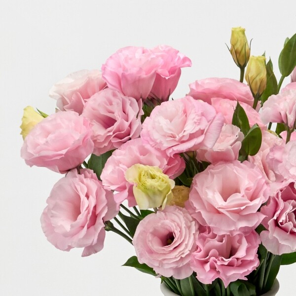 꽃집청년들,리시안셔스 핑크 5대