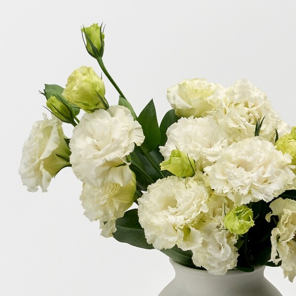 꽃집청년들,리시안셔스 화이트 5대