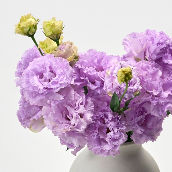 꽃집청년들,리시안셔스 라벤더 5대