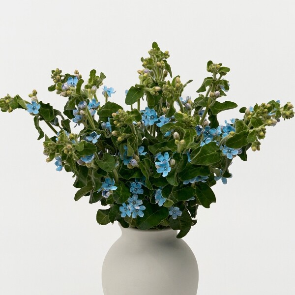 꽃집청년들,옥시 블루 5대