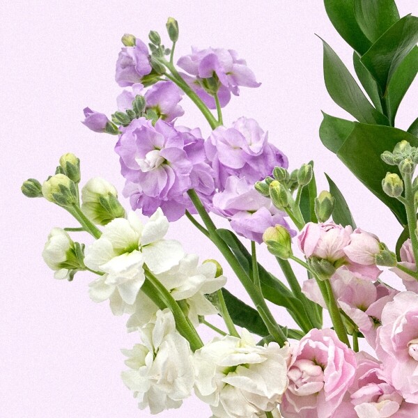 꽃집청년들,MIX 스토크