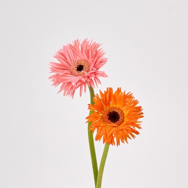 꽃집청년들,MIX 거베라