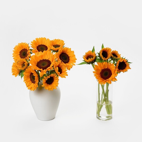 꽃집청년들,해바라기 5대