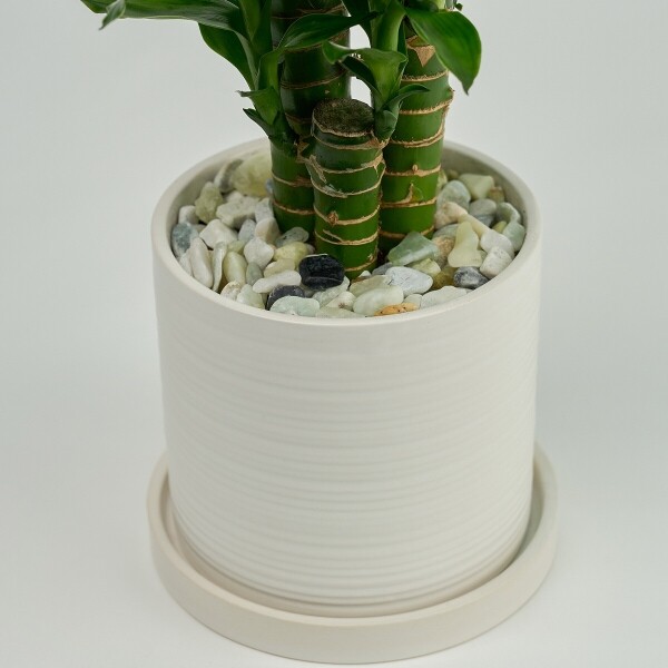 꽃집청년들,미니 연화죽