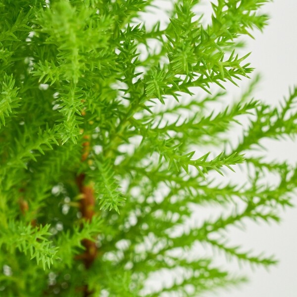 꽃집청년들,미니 율마 양동이 화분