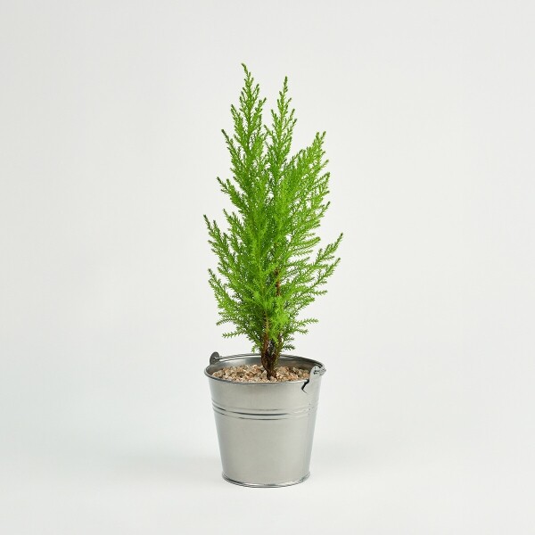 꽃집청년들,미니 율마 양동이 화분