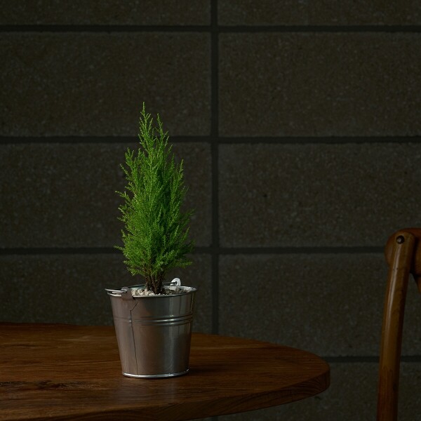 꽃집청년들,미니 율마 양동이 화분