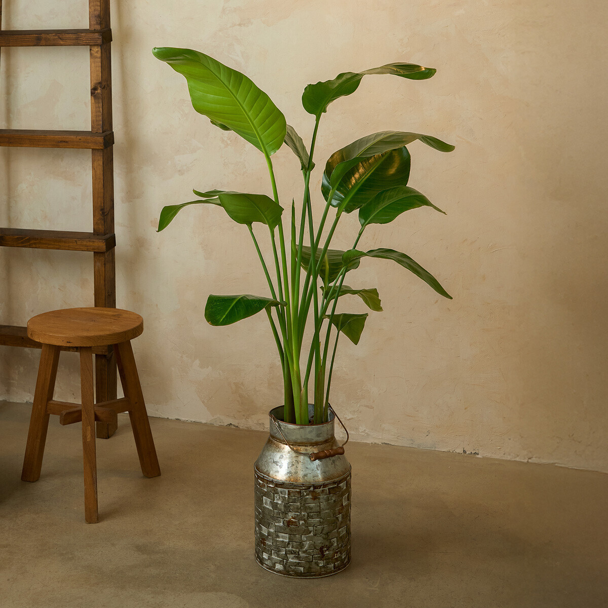 극락조 양동이 화분(서울한정)