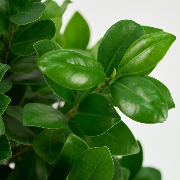 꽃집청년들,가지마루 양동이 화분(서울한정)