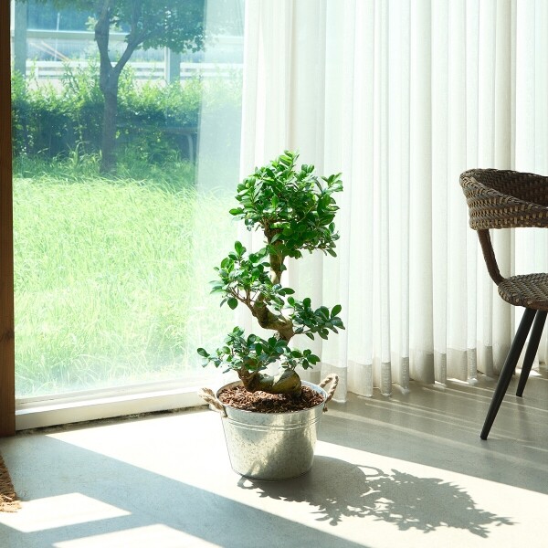 꽃집청년들,가지마루 양동이 화분(서울한정)