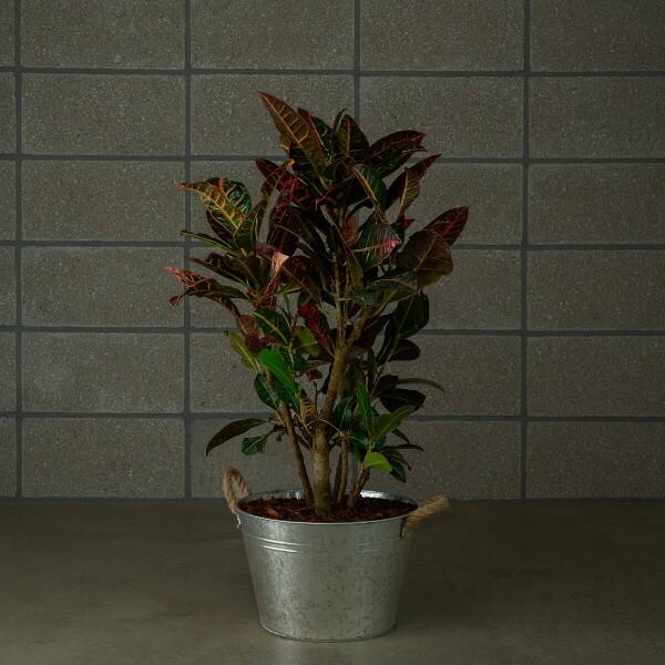 꽃집청년들,크로톤 양동이 화분(서울한정)