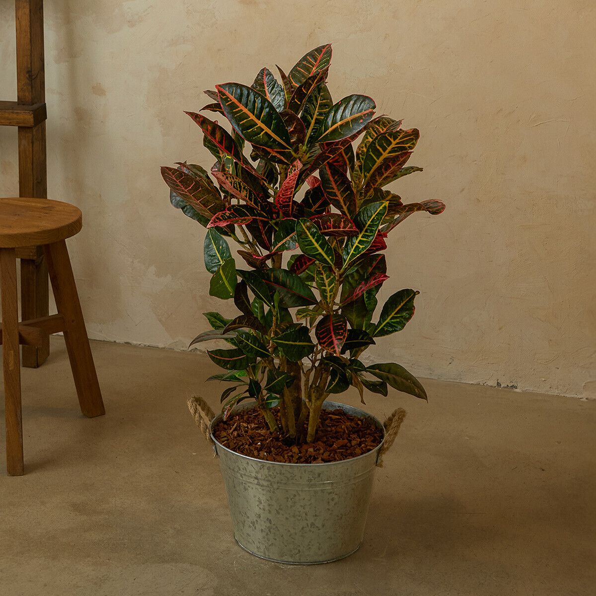 크로톤 양동이 화분(서울한정)