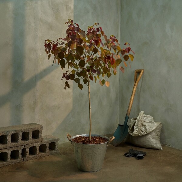 꽃집청년들,초코리프 양동이 화분(서울한정)