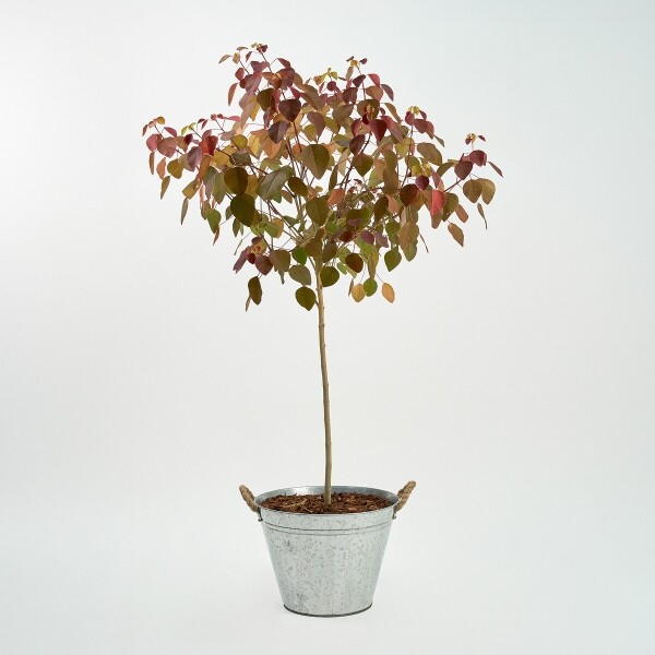 꽃집청년들,초코리프 양동이 화분(서울한정)