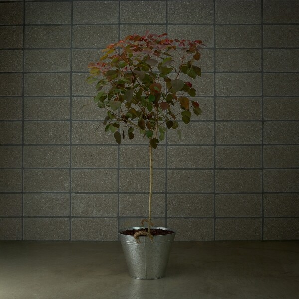 꽃집청년들,초코리프 양동이 화분(서울한정)