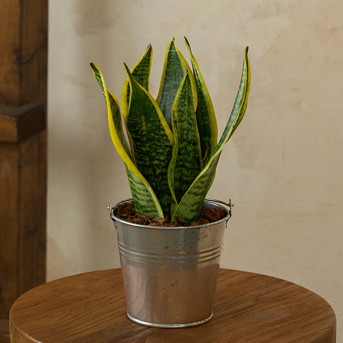 미니 산세베리아 양동이 화분