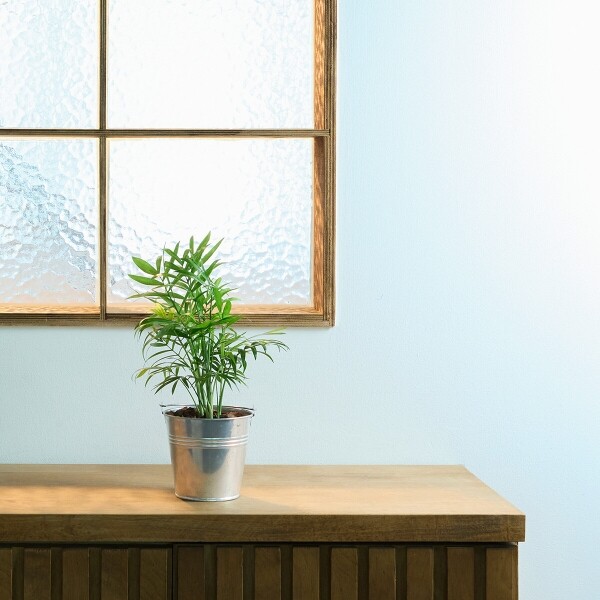 꽃집청년들,미니 테이블야자 양동이 화분