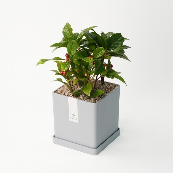 꽃집청년들,천냥금(백량금) 모던라인