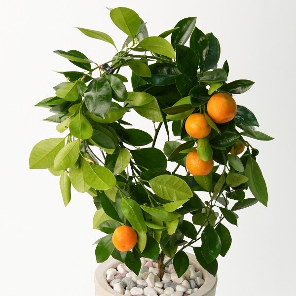 꽃집청년들,라임오렌지(서울한정)