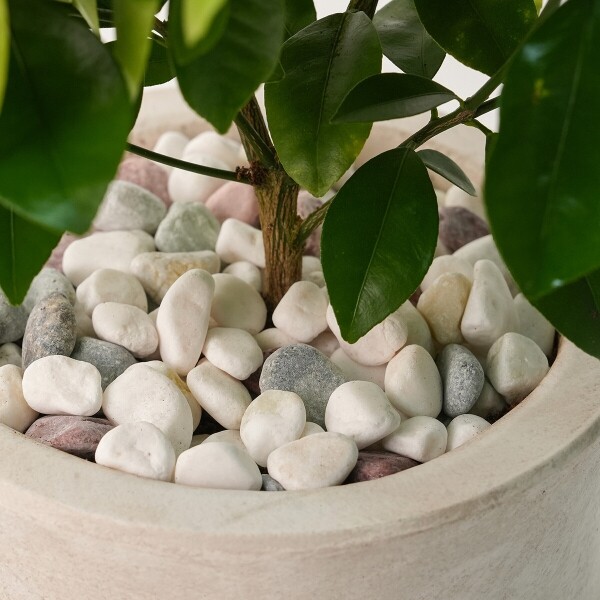 꽃집청년들,라임오렌지(서울한정)