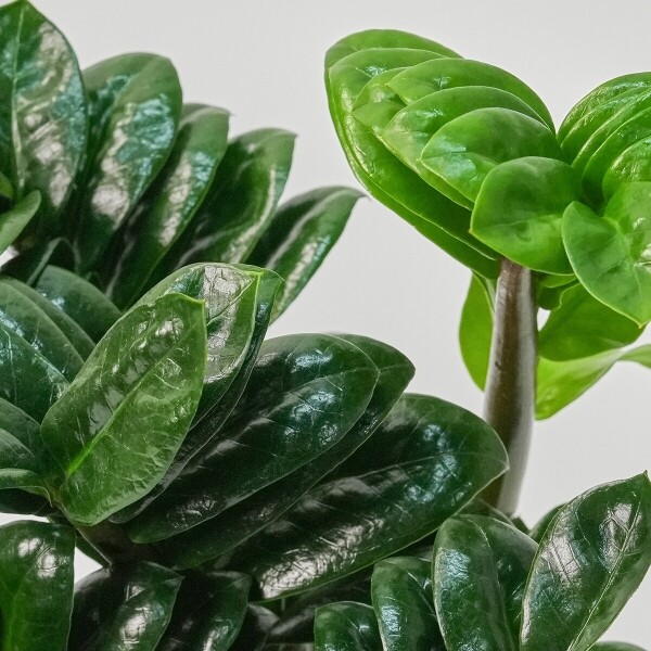 꽃집청년들,미니 보석금전수