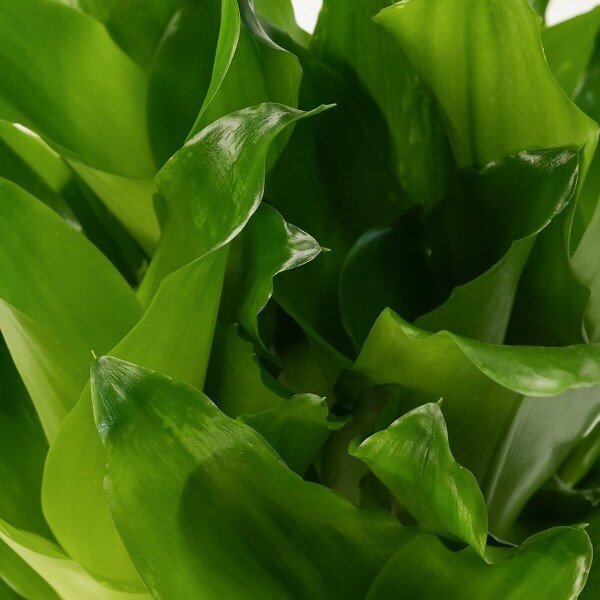 꽃집청년들,황금죽 모던라인 1호