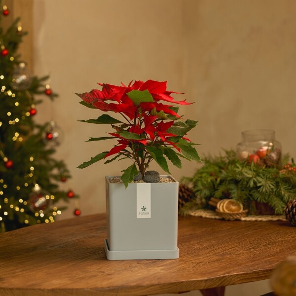 꽃집청년들,포인세티아 모던라인