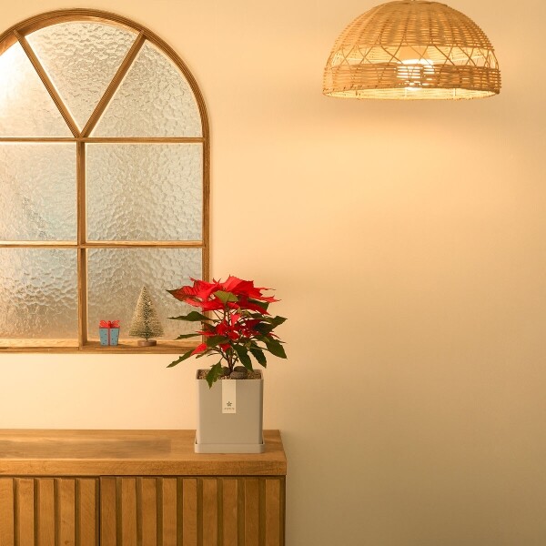 꽃집청년들,포인세티아 모던라인