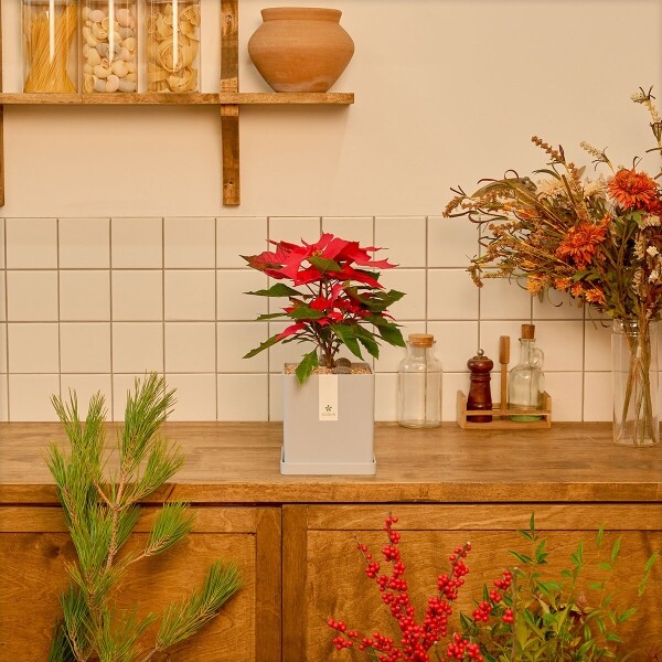 꽃집청년들,포인세티아 모던라인