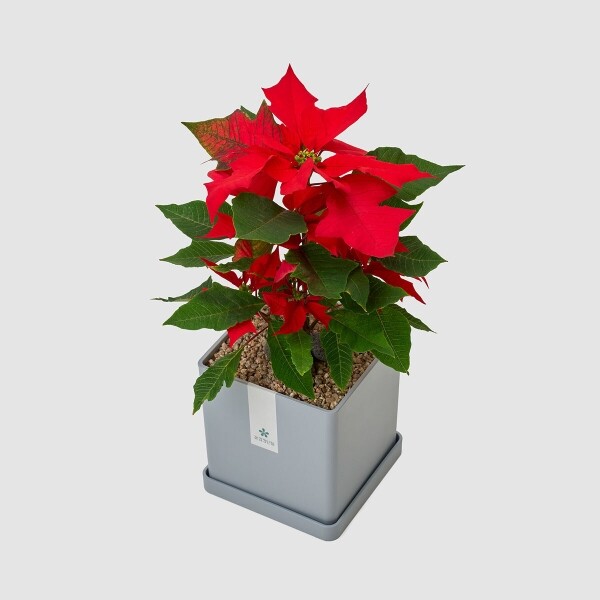 꽃집청년들,포인세티아 모던라인