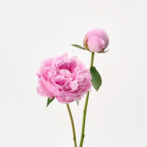 꽃집청년들,사라 작약 5대