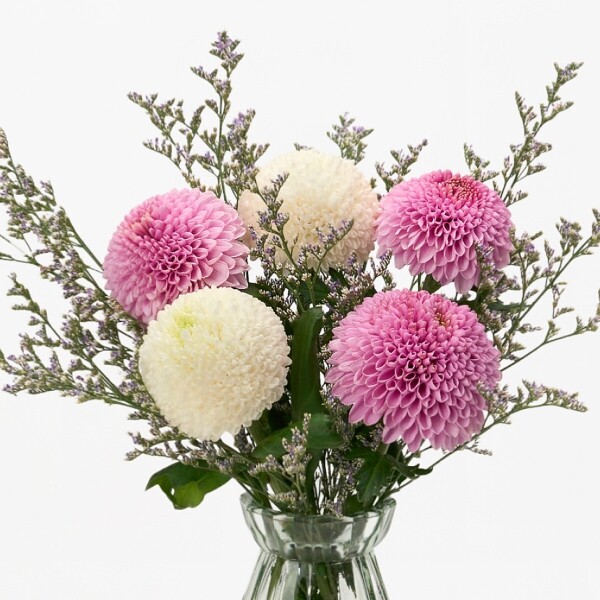 꽃집청년들,MIX 퐁퐁국화