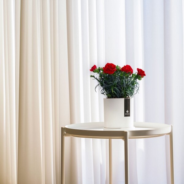 꽃집청년들,어버이날 카네이션 화분