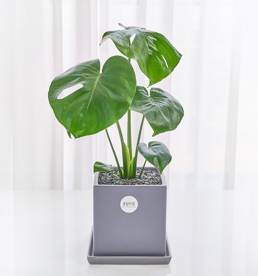 몬스테라 모던라인 미니