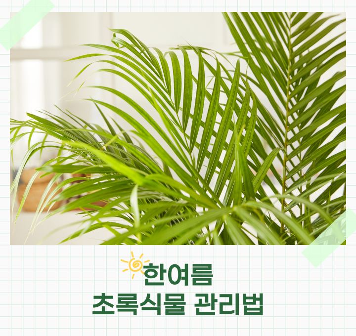 한여름 초록식물 관리법