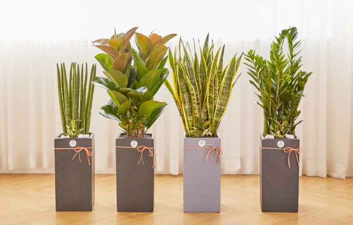 스투키, 고무나무, 산세베리아 금전수 상품