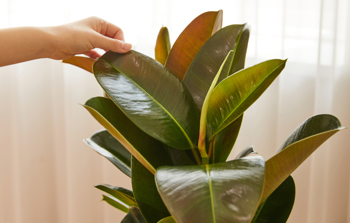 식물을 가꾸고 있는 모습