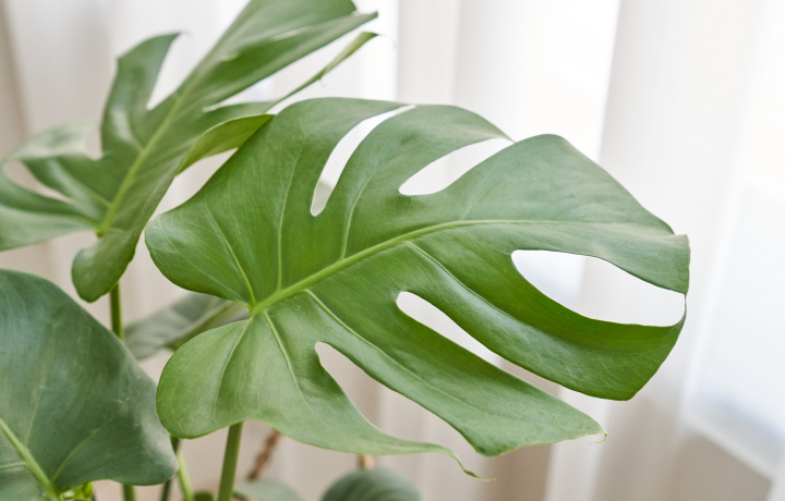 몬스테라 잎