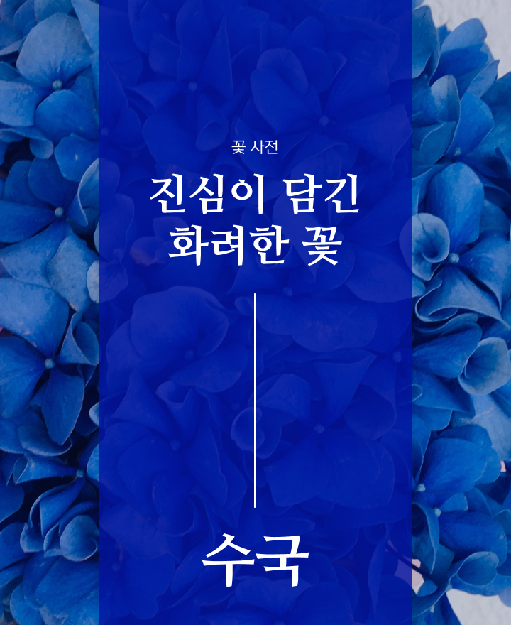 꽃 사전 - 진심이 담긴 화려한 꽃 수국