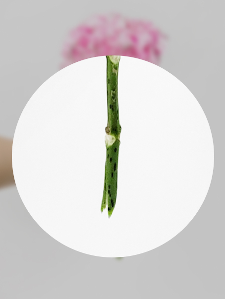  물과 닿는 면적을 넓게 해주어야 수국의 물올림이 잘됩니다.